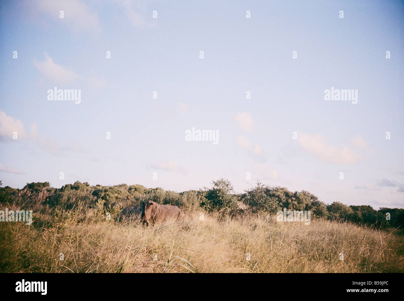 Südafrika, KwaZulu Natal, Rhinoceros in Buschfeld Stockfoto