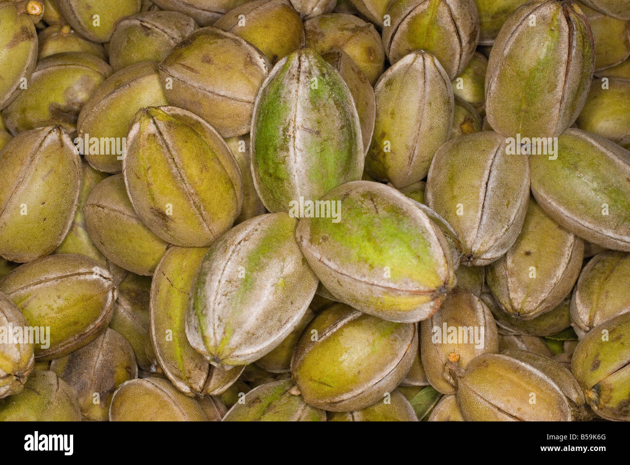 Die Pekannuss Carya Illinoinensis oder Illinoensis ist eine Art von Hickory-Baum. Stockfoto