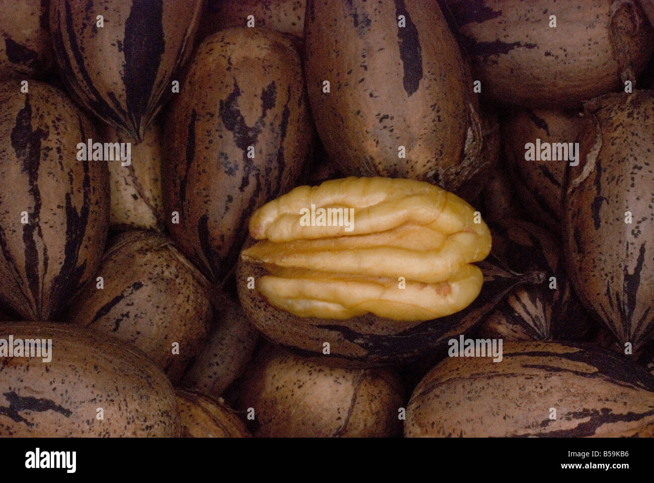 Die Pekannuss Carya Illinoinensis oder Illinoensis ist eine Art von Hickory-Baum. Stockfoto