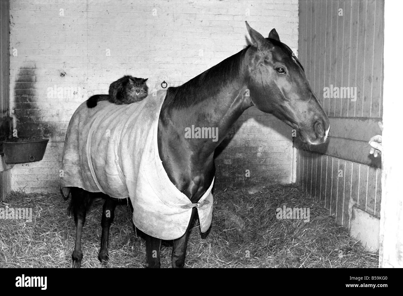 Ocean King trägt seinen Mantel war in seinem Stall und auf seinem zurück war ein Leichtgewichtler Jockey in Form von den Stallungen zehn Jahre alten Katze namens Jose verbringt viel Zeit mit Ozeankönig. Die beiden Kumpels im Stall. ; April 1975; 75-2082-002 Stockfoto