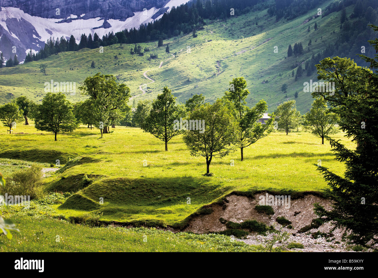 Österreich, Tirol, Landschaft mit Bäumen Stockfoto