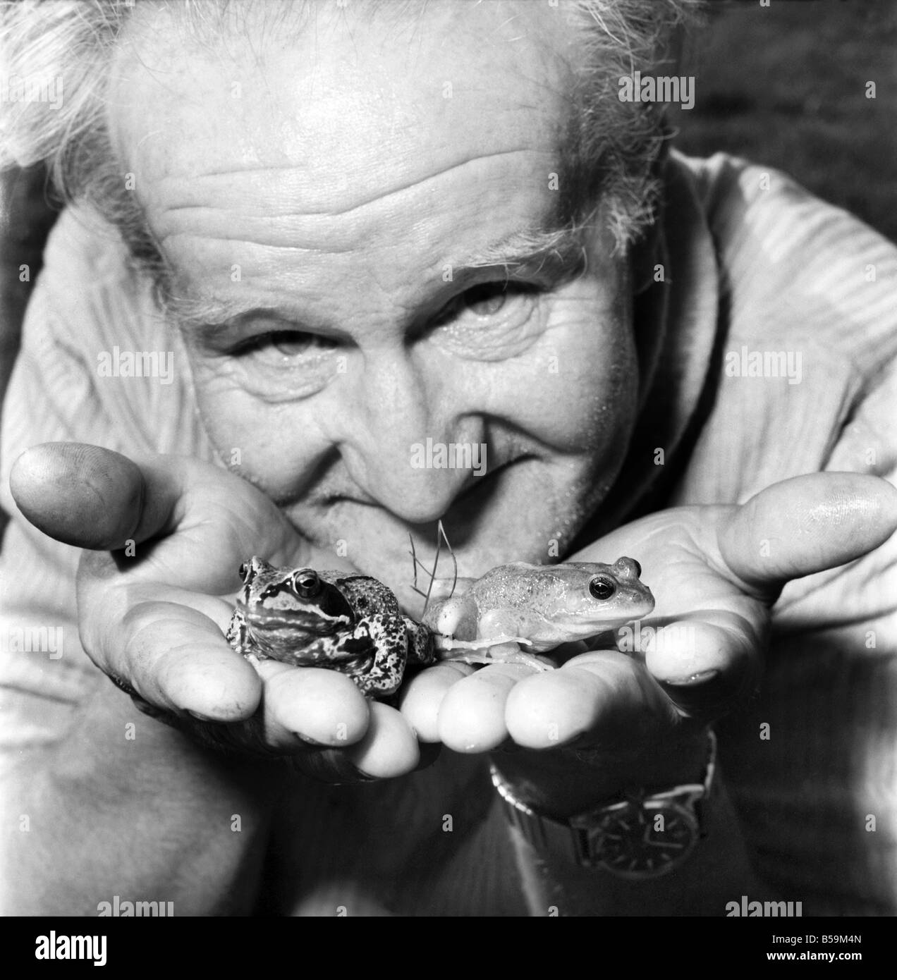 Orange Frösche in den Händen eines Mannes Hand &#13; &#10; April 1975 &#13; &#10; 75-2149-007 Stockfoto