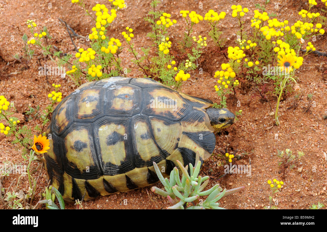 Angulate Tortoise, Chersina Angulata umgeben von gelben Blüten auf dem halb Wüste sandigen Boden nach guten Regen Stockfoto