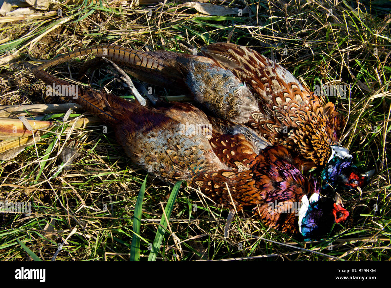 Klammer der beiden Toten Fasane nach einem erfolgreichen Hochland Spiel Vogel-Jagd Stockfoto