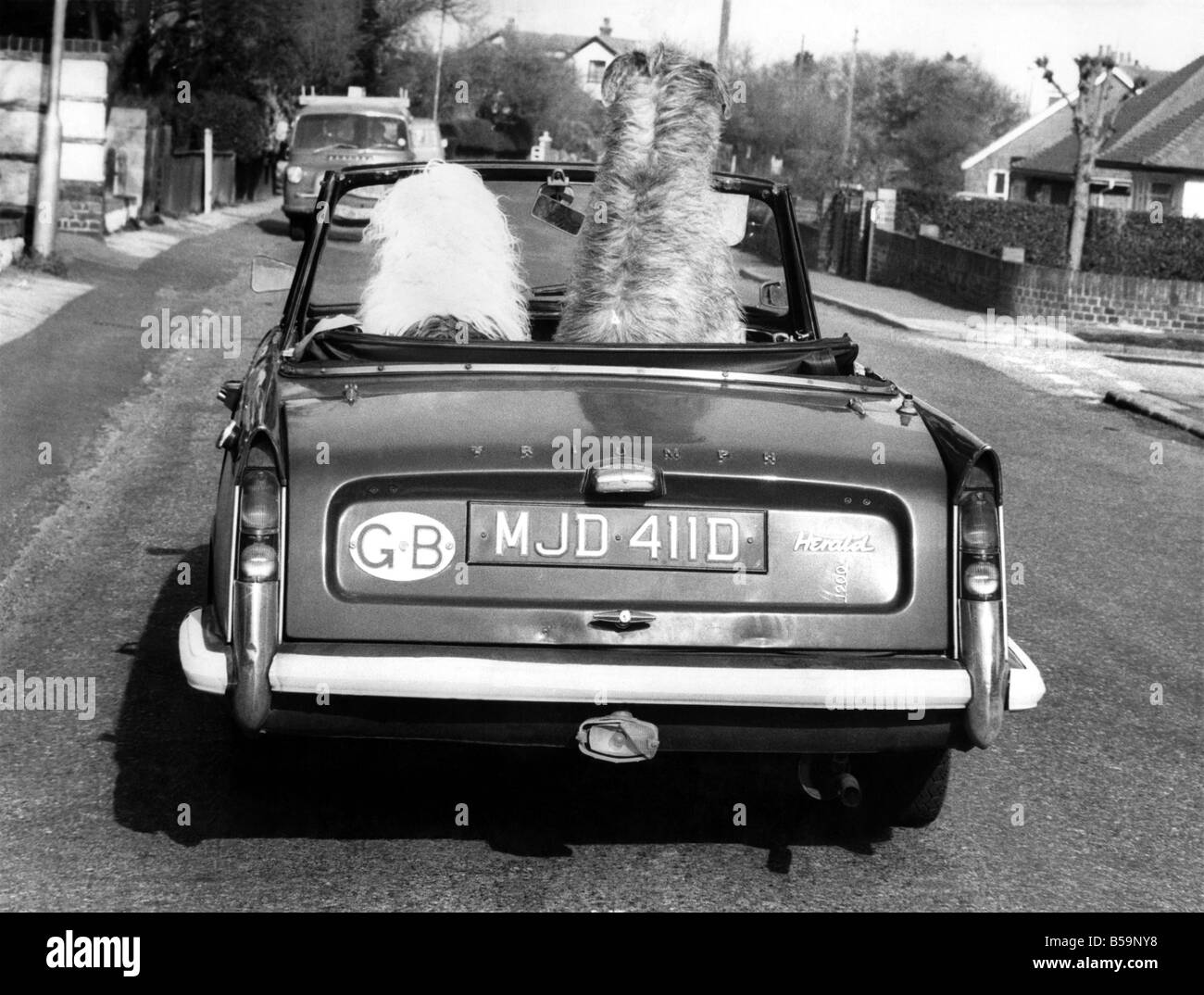 Bereit für den Weg, Kelly die erhabenen Irish Wolfhound und Maxi das alte englische Schäferhund. &#13; &#10; Mai 1974 &#13; &#10; P007911 Stockfoto