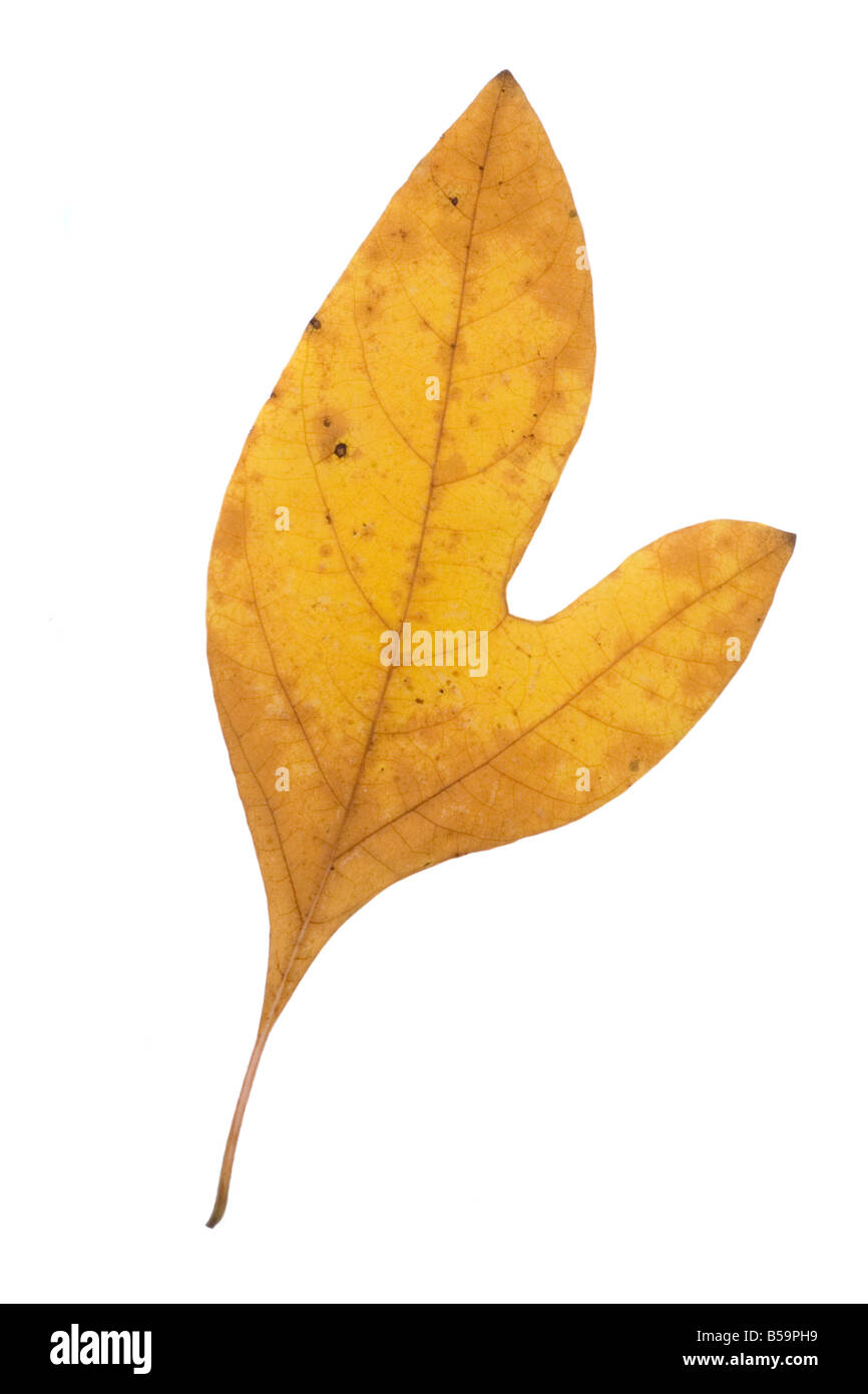 Sassafras fallen Blatt Blätter Ausschnitt ausschneiden Stockfoto