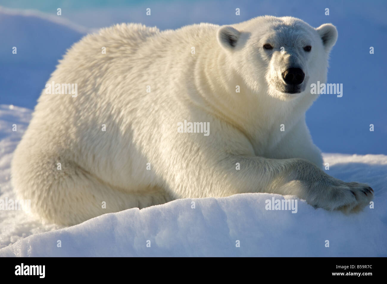 Eisbär in arktischer Umgebung Verlegung Stockfoto