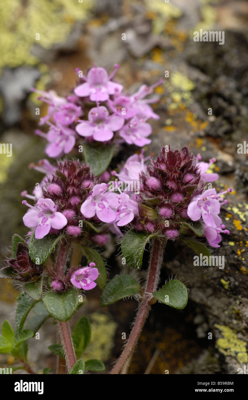 wilder Thymian, Thymus Polytrichus, Ötztal Valley, Tirol, Österreich Stockfoto