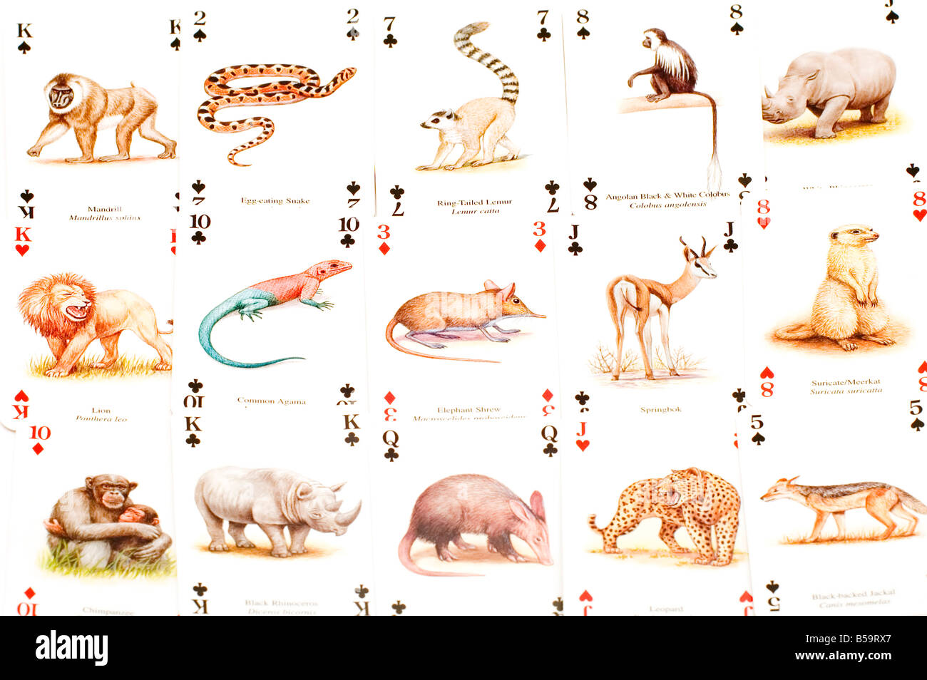 Objekt auf weißen Glücksspiel spielen Karten Stockfoto