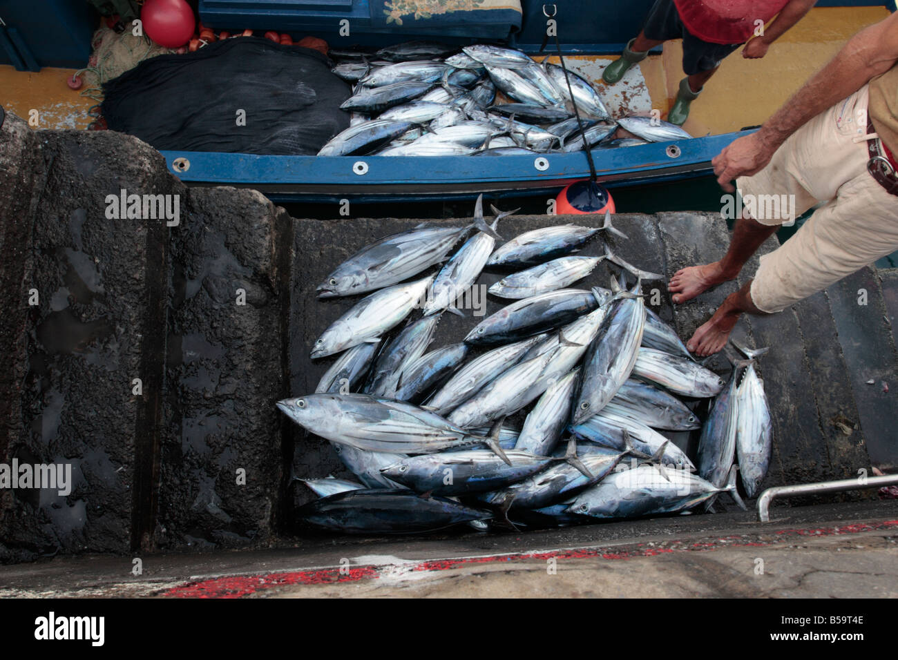 Bonito Thunfisch Fisch entladen wird, von den Booten in Playa San Juan-Teneriffa-Kanarische Inseln-Spanien Stockfoto