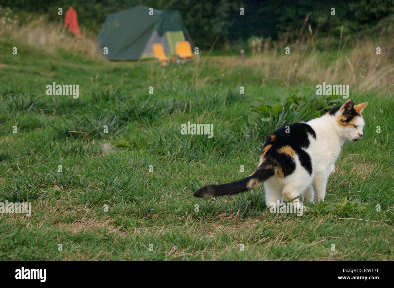 Camping cat -Fotos und -Bildmaterial in hoher Auflsung  Alamy
