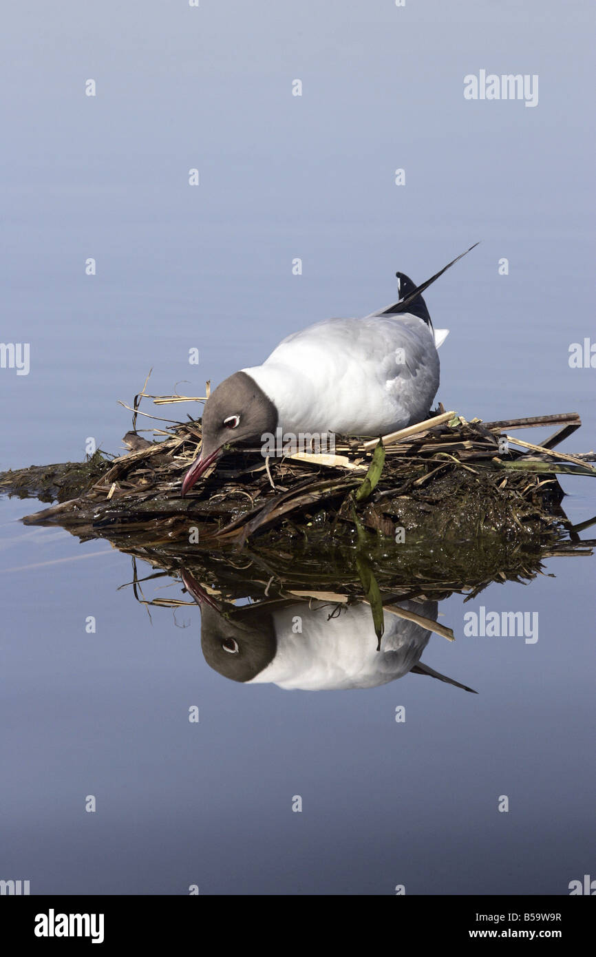 Schwarz headed Gull, gemeinsamen Black headed Gull (Larus Ridibundus) am nest Stockfoto