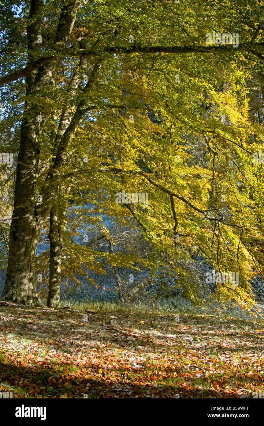 Herbstfarben am Loch ein Eilein Rothiemurchus Aviemore Badenoch und Strathspey Inverness-Shire Highland Region Schottland, Vereinigtes Königreich Stockfoto