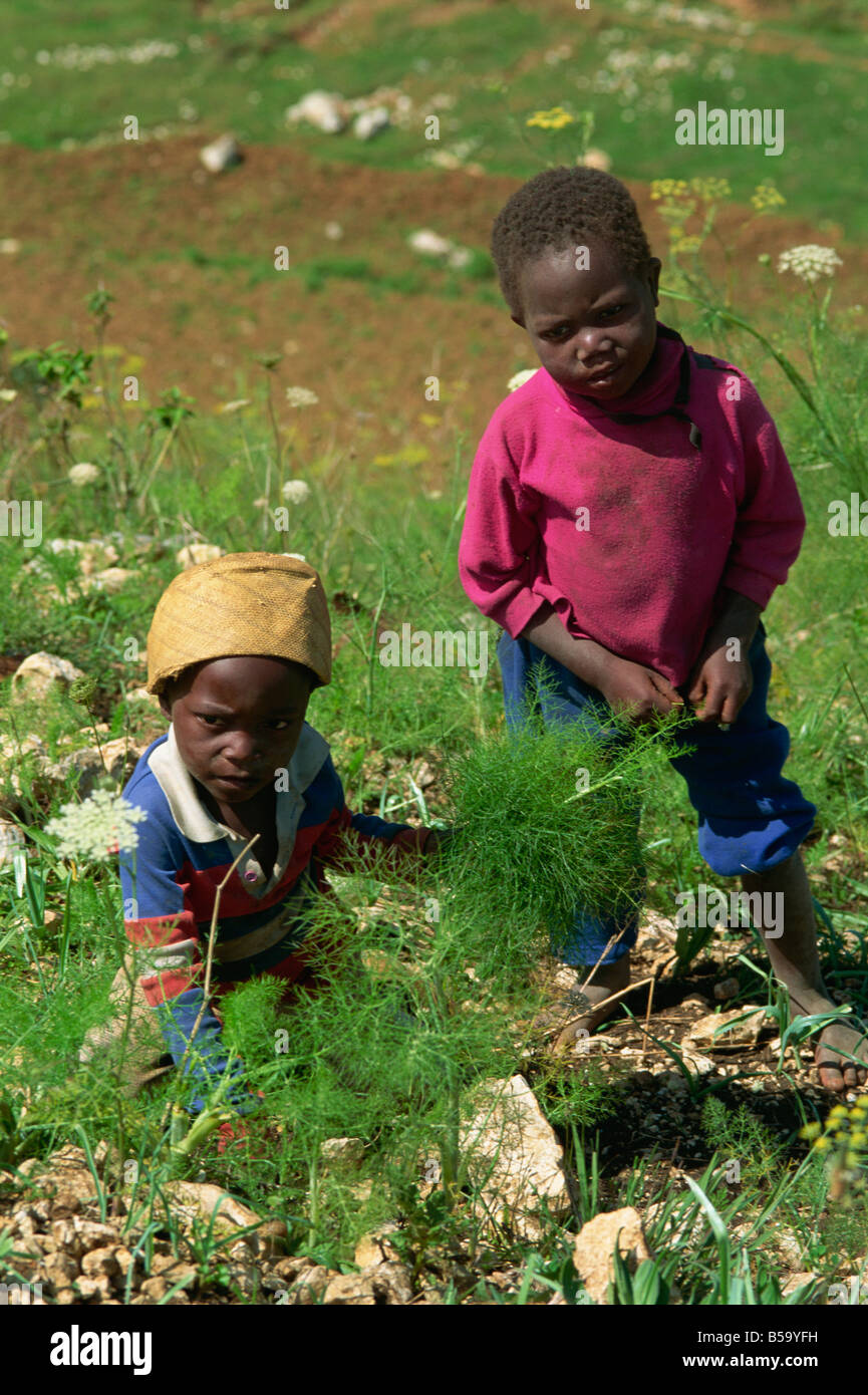 Zwei kleine Jungen, die Kommissionierung Fenchel Blätter, Bois d, Haiti, Westindien, Mittelamerika Stockfoto