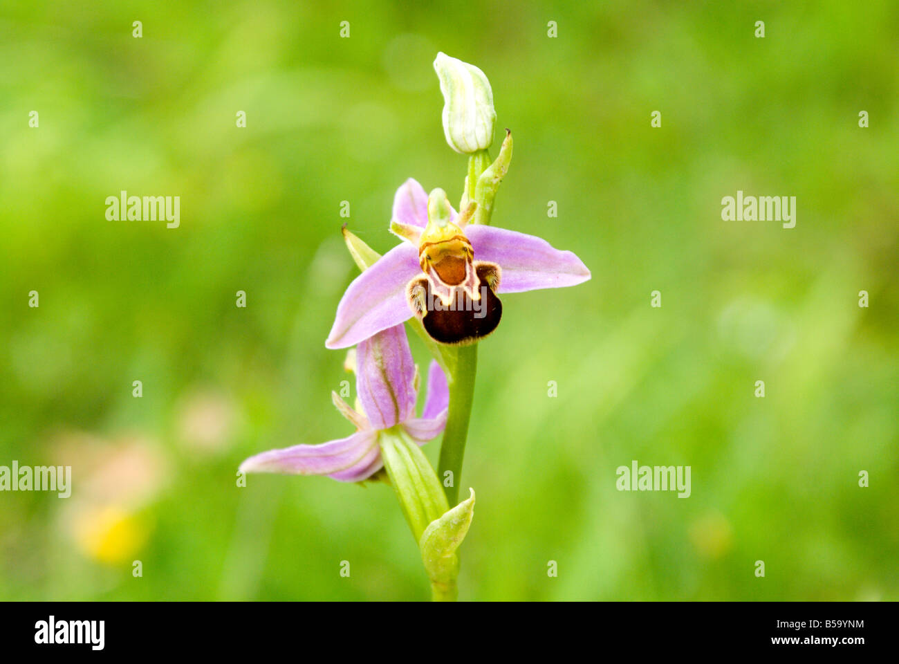 Bee Orchid (ophrys apifera) Cosmeston Lakes Country Park, Penarth, Vale of Glamorgan, South Wales. Stockfoto