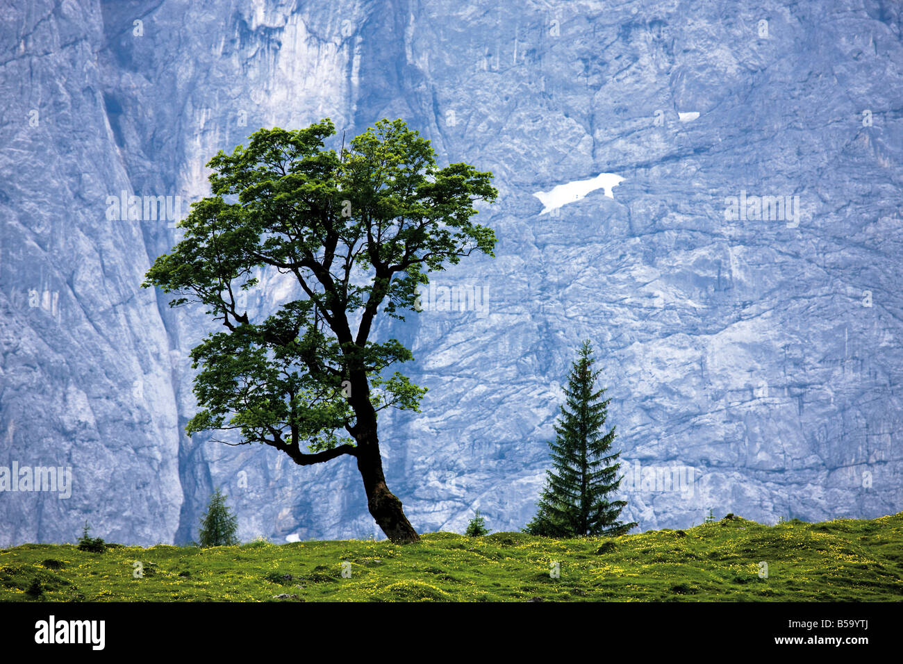 Österreich, Tirol, Bäume in der Nähe von Felswand Stockfoto