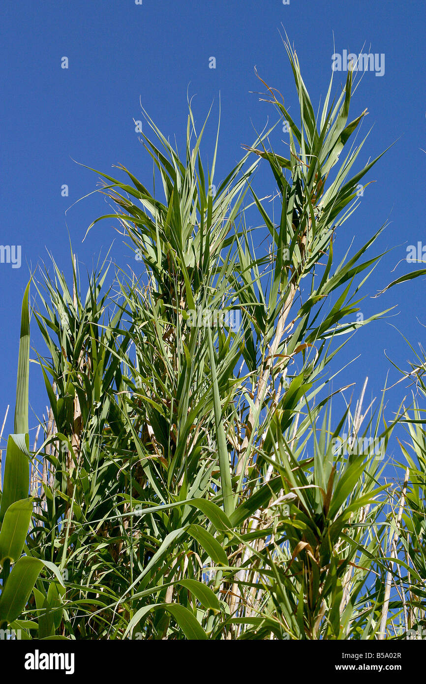 Pfahlrohr, wilde Zuckerrohr Zuckerrohr (Arundo Donax 'Variegata', Arundo  Donax Variegata), Sorte Variegata, 2 Stockfotografie - Alamy