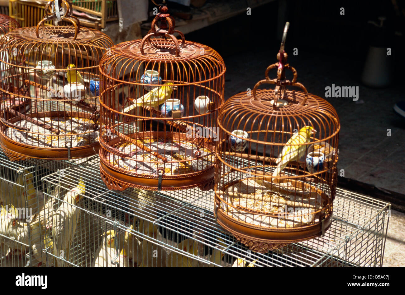 Vogel-Markt, Kowloon, Hong Kong, China Stockfoto