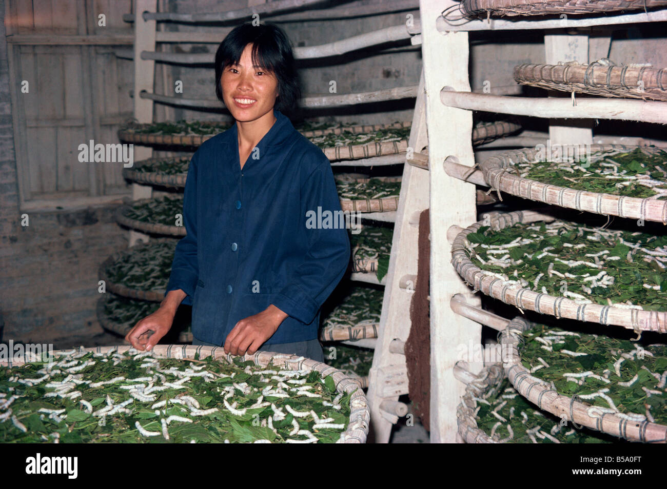 Frau arbeitet in Shamian Gemeinde wächst Seide Würmer China G Corrigan Stockfoto