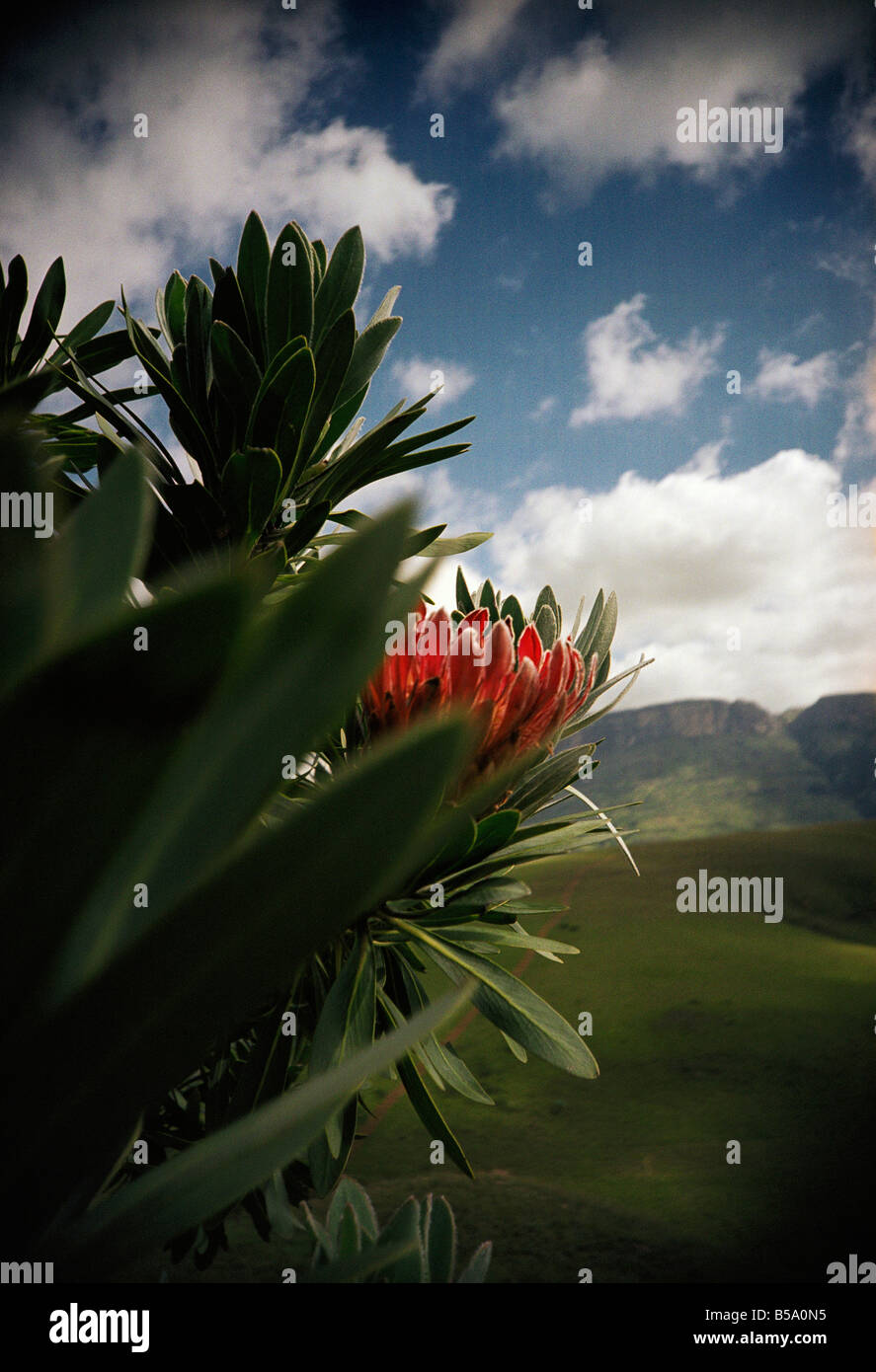 Südafrika, Kwa Zulu Natal, Drakensberge, Nahaufnahme von proteas Stockfoto