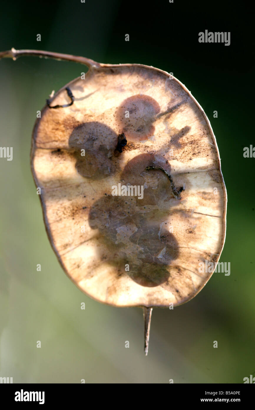 Ein hinterleuchteter transluzenter Seed pod der jährlichen Ehrlichkeit Blume (Lunaria annua), England, Großbritannien Stockfoto