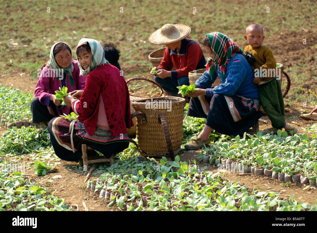 Gruppe von Miao-Frauen, die Blumenerde Tabakpflanzen an Longliw in Guangxi China G Corrigan Stockfoto