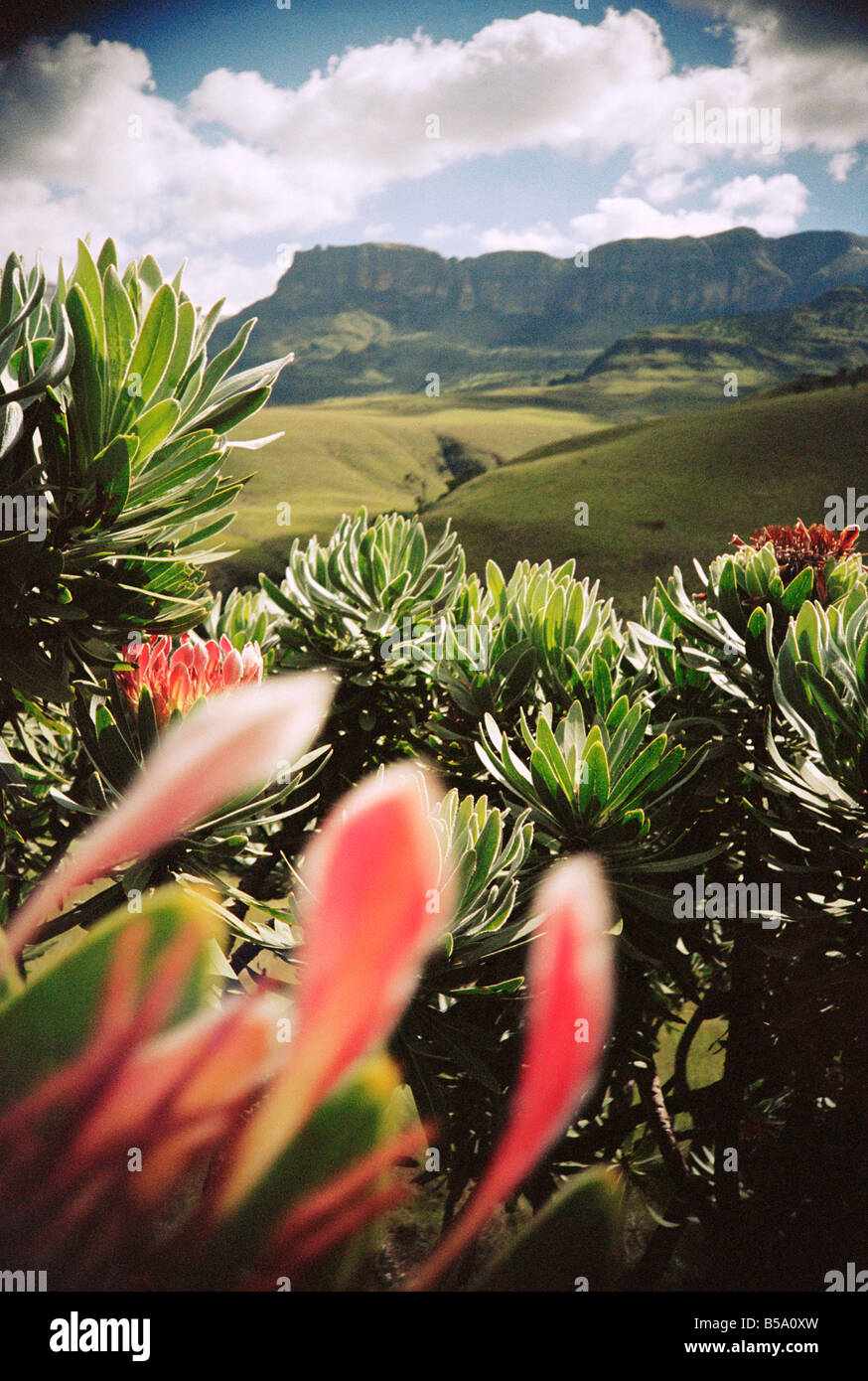 Südafrika, Kwa Zulu natal, Drakensberge, Proteas mit Bergen im Hintergrund, Nahaufnahme Stockfoto