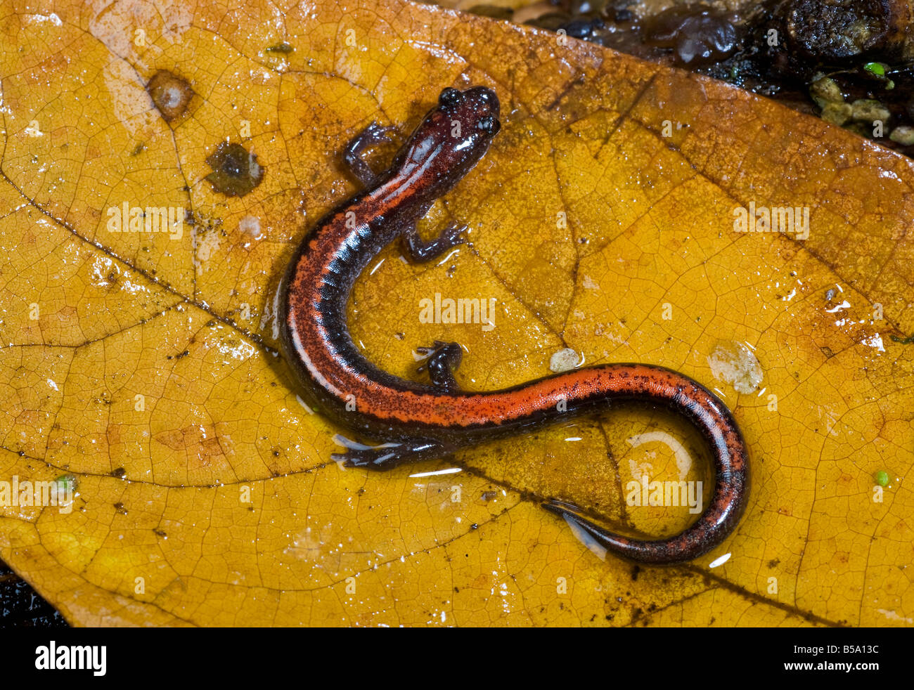 Rot zurück Salamander, nördlichen Redback Salamander Plethodon cinereus Stockfoto
