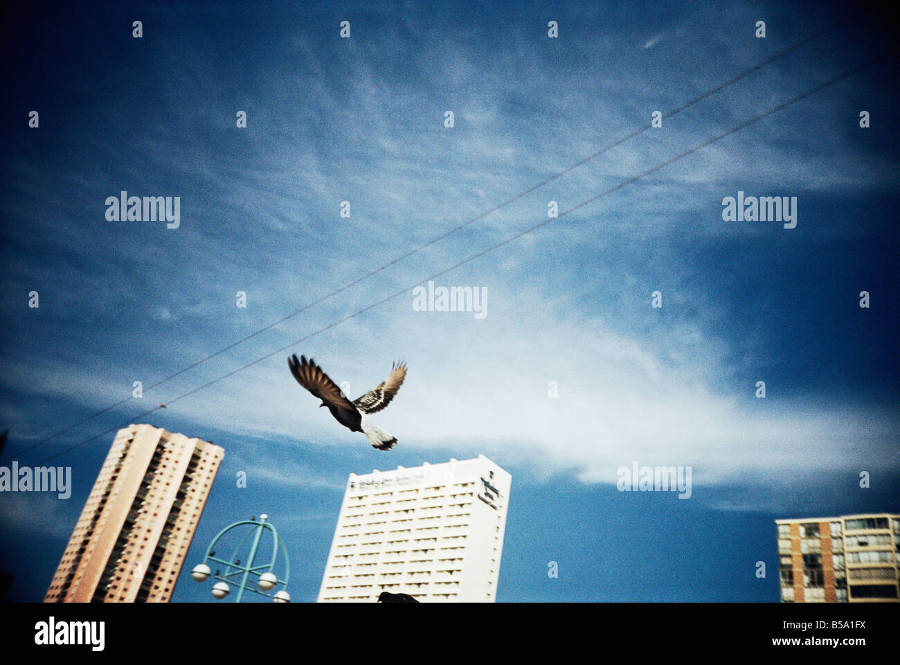 Kwa Zulu Natal, Durban, Südafrika, Taube fliegen am Strand Streifen, Hotels im Hintergrund Stockfoto