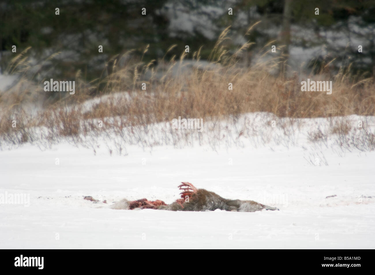 Frische Tötung von Wölfen Lake Kabetogama Voyageurs Nationalpark Minnesota USA Stockfoto