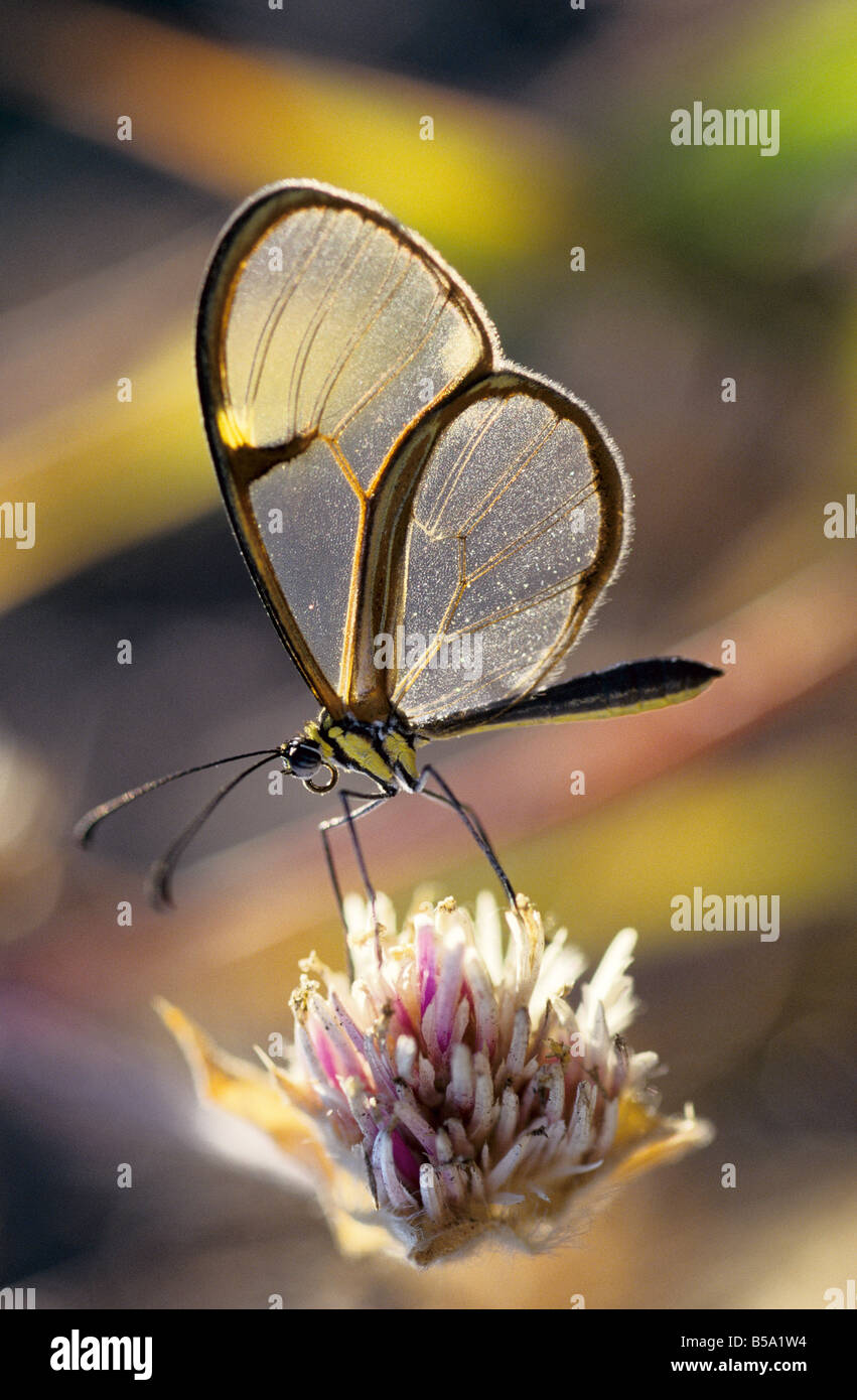 Glas geflügelte Schmetterling Stockfoto