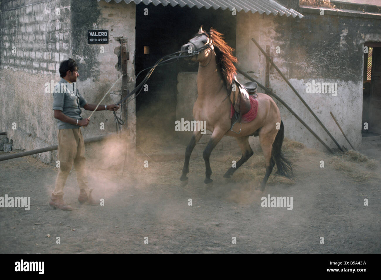 Besondere Art von Katinawad Pferde Bundesstaat Gujarat Indien Asien Stockfoto