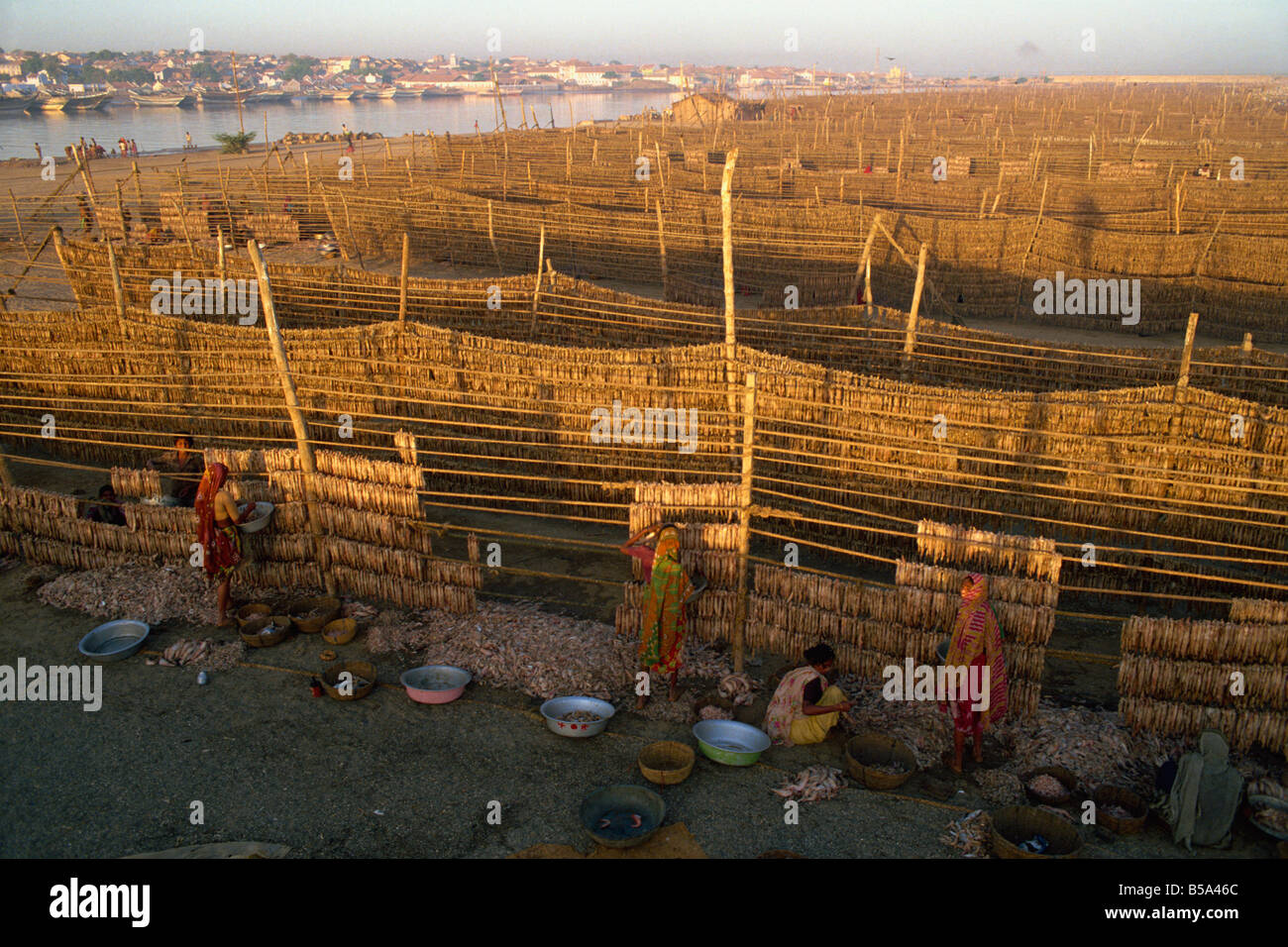 Fisch für Bombay Duck trocknen in der Sonne Bundesstaat Gujarat Indien Asien Stockfoto