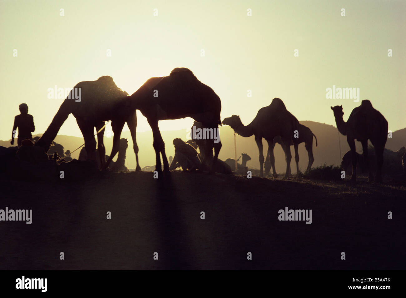 Camel Fair Pushkar Rajasthan Staat Indien Asien Stockfoto
