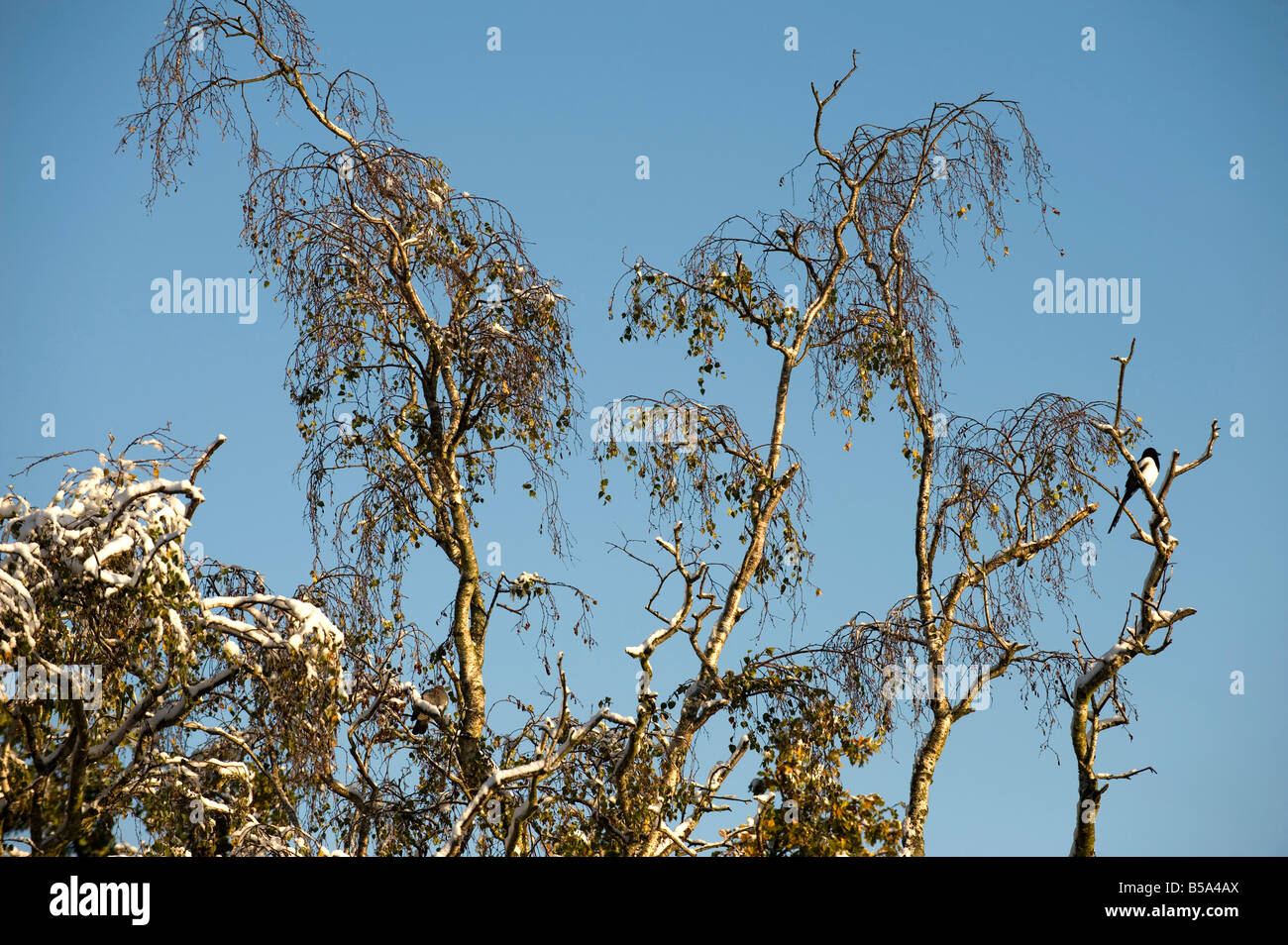 Schnee auf Zweigen im Oktober - 1 Stockfoto