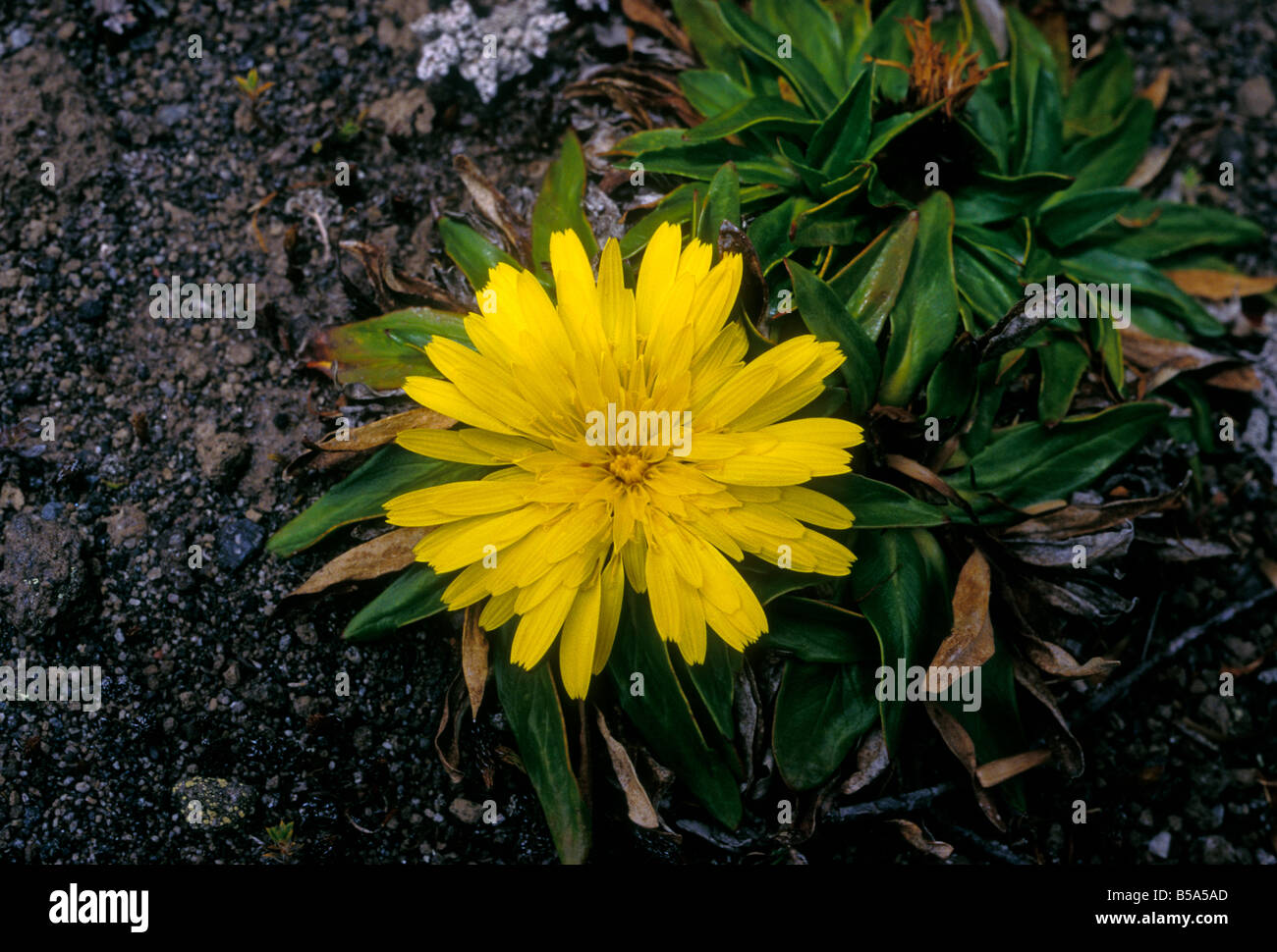 Gelbe Blume, Cotopaxi Nationalpark, der Provinz Cotopaxi, Ecuador, Südamerika Stockfoto