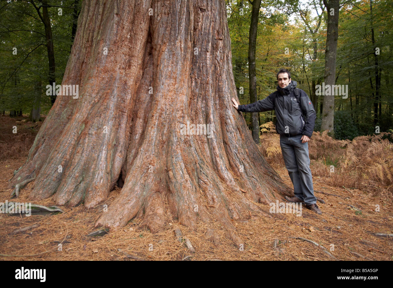 Riesen Mammutbaum im New Forest Rhinefield unterwegs in Hampshire UK Stockfoto
