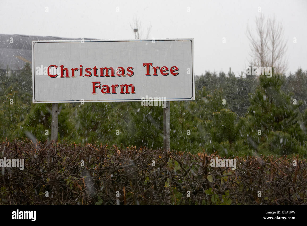 Christmas Tree Farm in Schnee County Antrim-Nordirland-Großbritannien Stockfoto