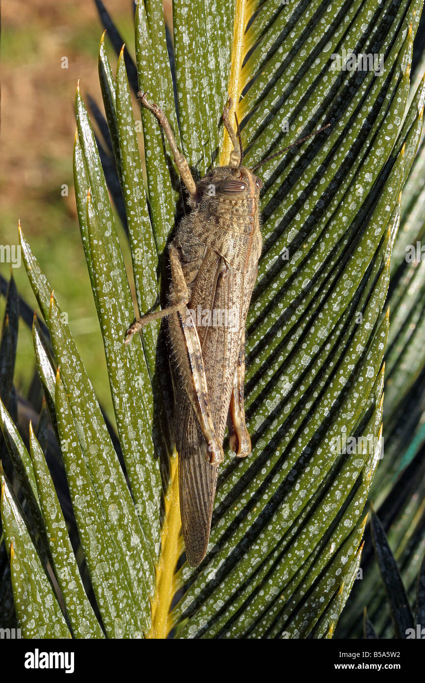 Ägyptische Locust (Anacridium Aegyptium) auf Palmwedel Stockfoto