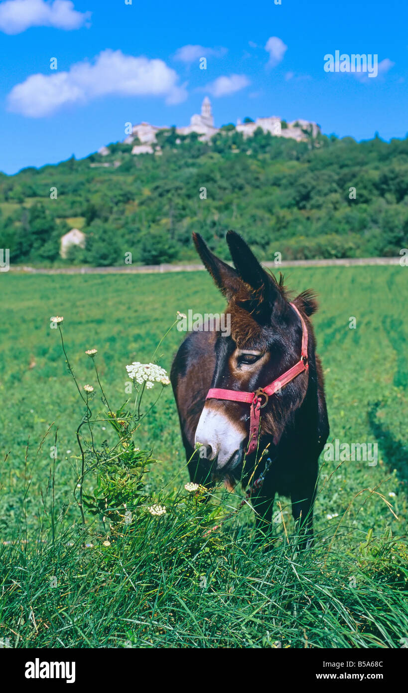 Esel auf der Weide, La Garde-Adhemar Dorf hoch oben in der Ferne, Drôme, Rhône-Tal, Frankreich, Europa Stockfoto