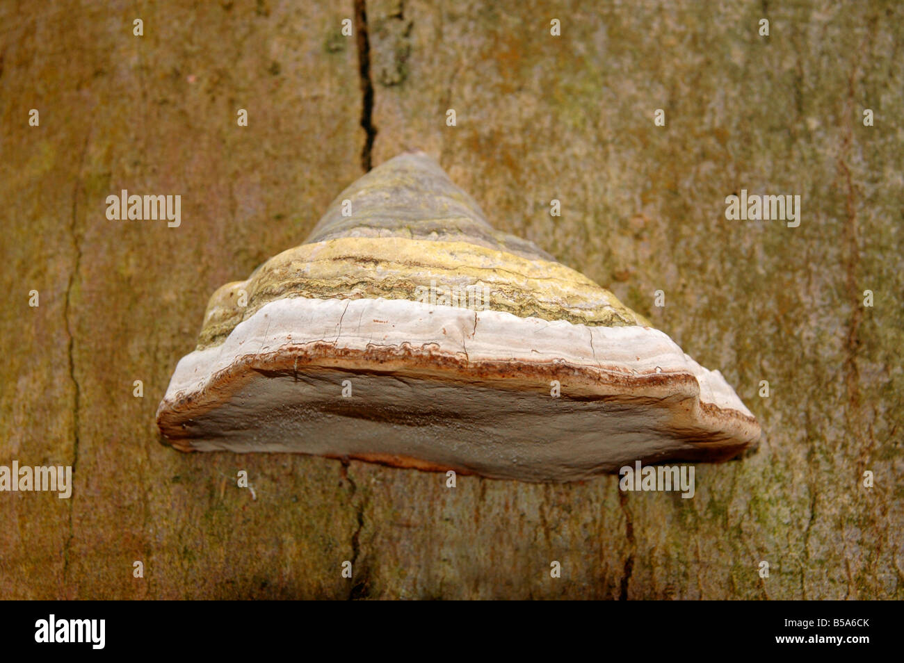 Zündstoff Fomentarius - Zunderschwamm an einem abgestorbenen Baum wächst. Stockfoto