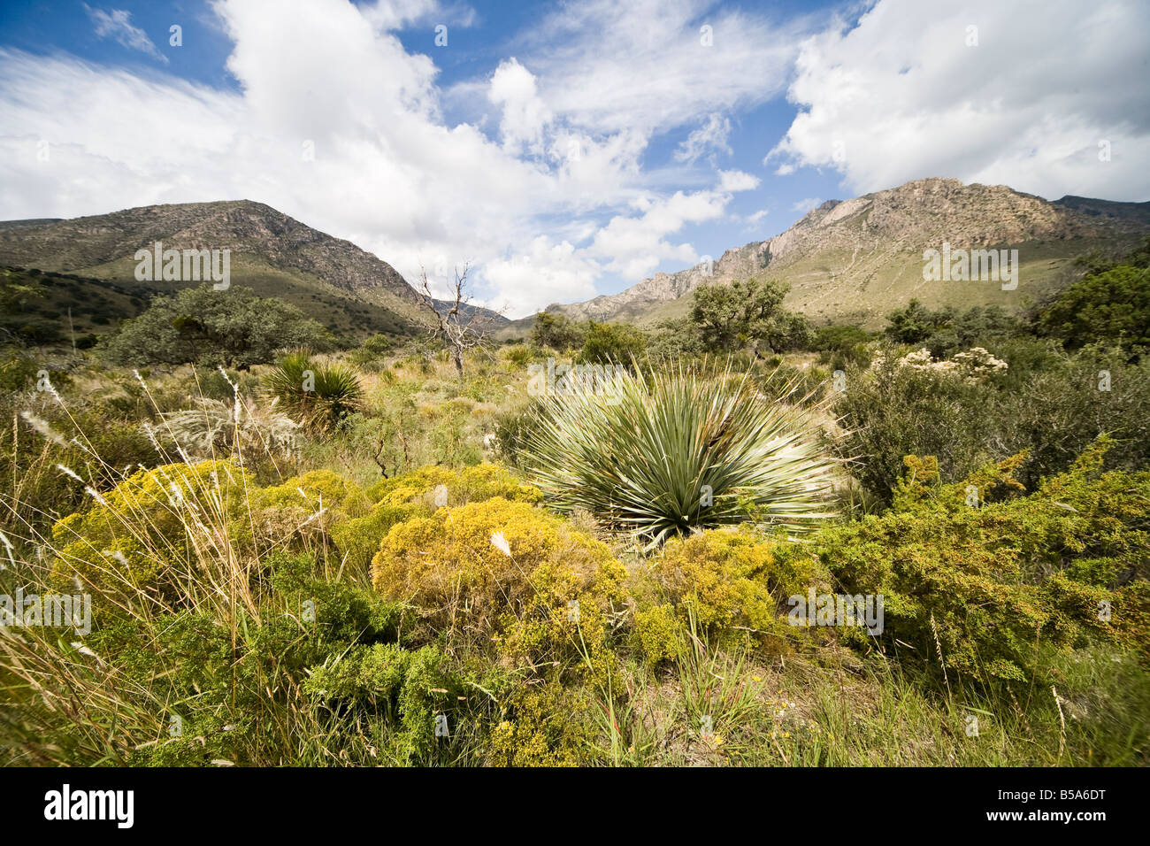 Guadalupe Mountains Nationalpark in Texas, USA Stockfoto