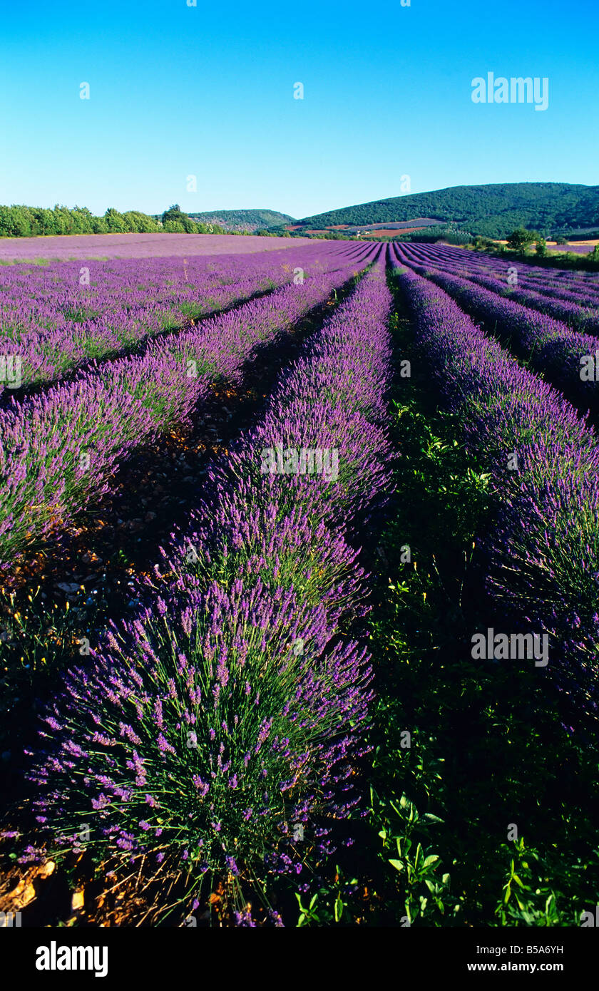 BLÜHENDE LAVENDEL FELD PROVENCE FRANKREICH Stockfoto