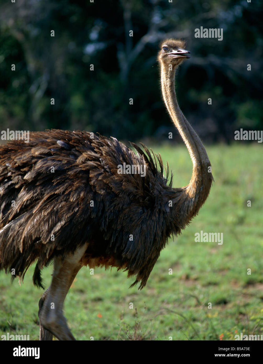Shimba Hills Mombasa hoch flugunfähigen Vogel Langhals MOMBASA Kenia Stockfoto