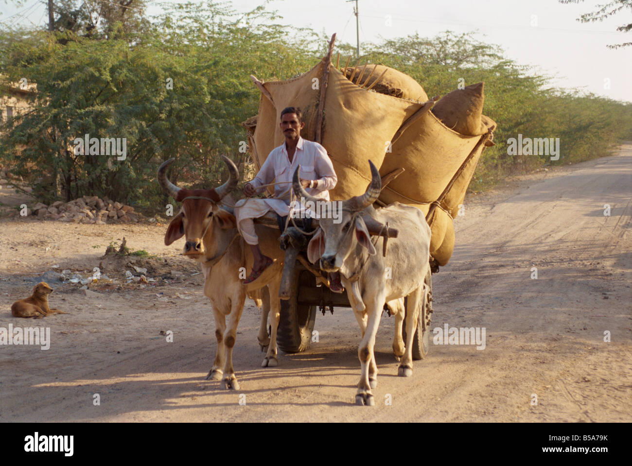 Ochsenkarren in der Nähe von Jodhpur Rajasthan Staat Indien Asien Stockfoto