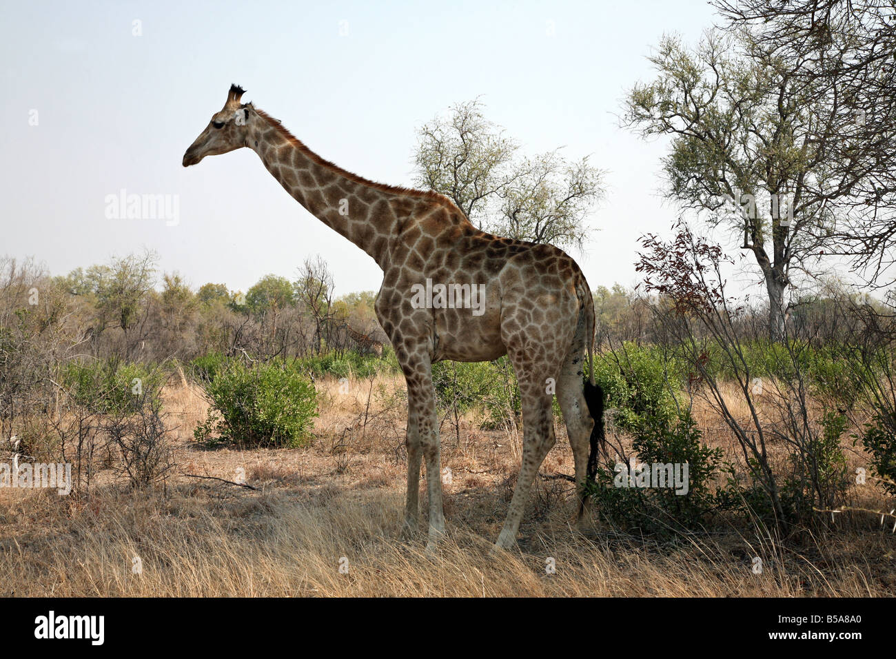 Eine afrikanische Giraffe bergende hinter einem Baum von der Mittagssonne im Kruger National Park, Südafrika Stockfoto