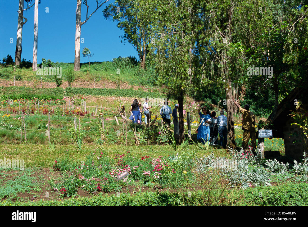 Eine landwirtschaftliche Forschungsstation in der Nähe von Munnar, Bundesstaat Kerala, Indien Stockfoto