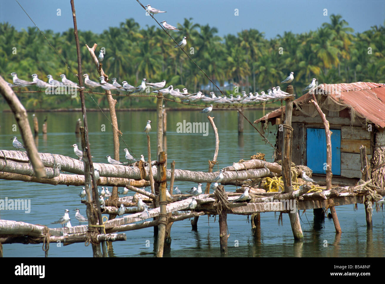 Vögel auf Holzsteg, Backwaters, Bundesstaat Kerala, Indien Stockfoto