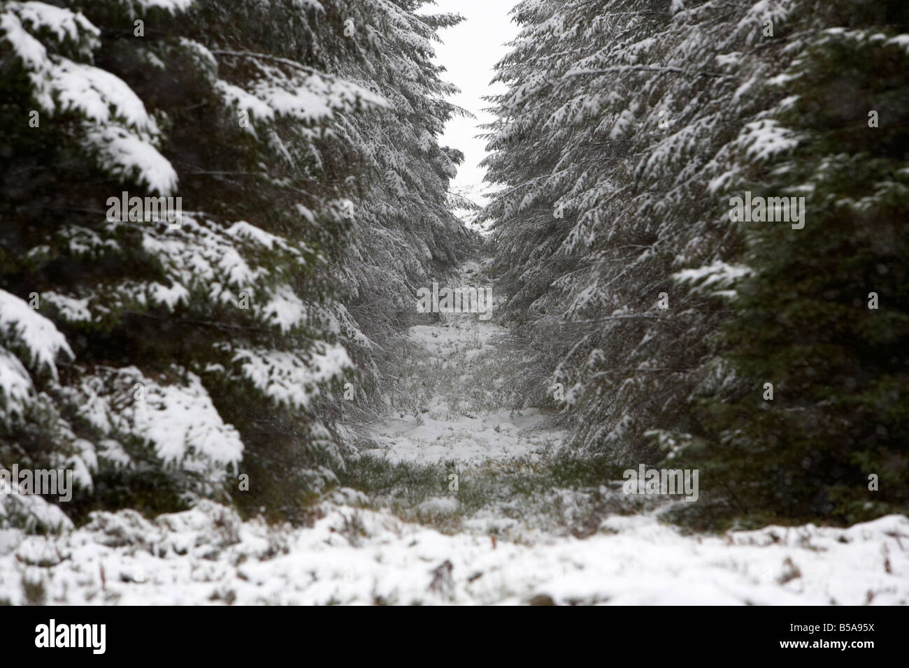 Brandweg in einem Nadelwald bedeckt Schnee County Antrim-Nordirland Vereinigtes Königreich Stockfoto