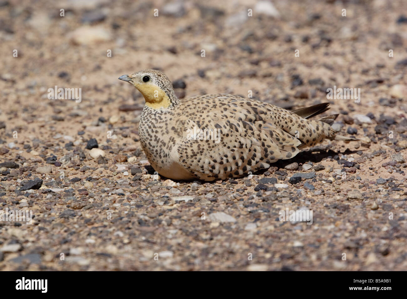 Gefleckte Sandgrouse Pterocles Senegallus, Marokko Stockfoto